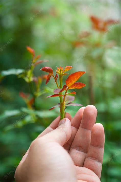 Premium Photo | The gardener takes care of the young rose plants that