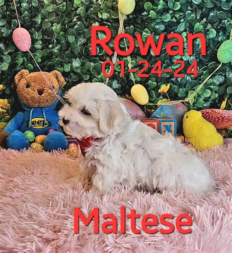 Maltese Puppies — ToyBox Puppies