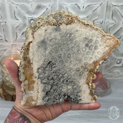 Polished Coral Jade aka Agatized Fossil Coral Slab - Fossils for Sale
