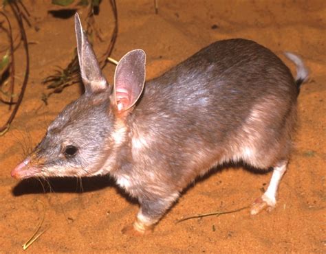 Documents reveal WA govt approved bulldozing of prime bilby habitat before due diligence was ...