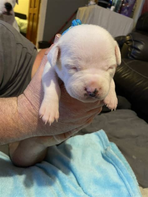 English Staffordshire Terrier - Hampton Park - PetsForHomes
