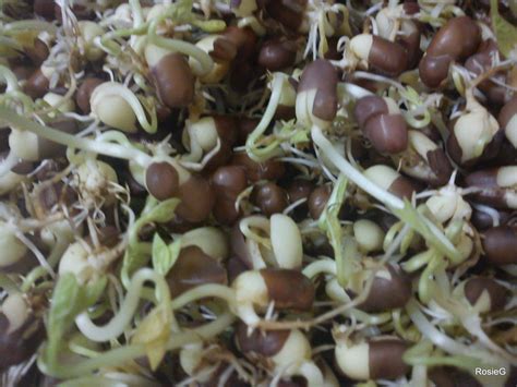 Organic Sprouting Seeds Aduki Beans | Organic Seeds | Sprouting Seeds ...