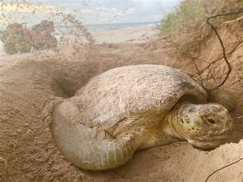 A rare sea turtle nest at pompano beach surprised local experts 22