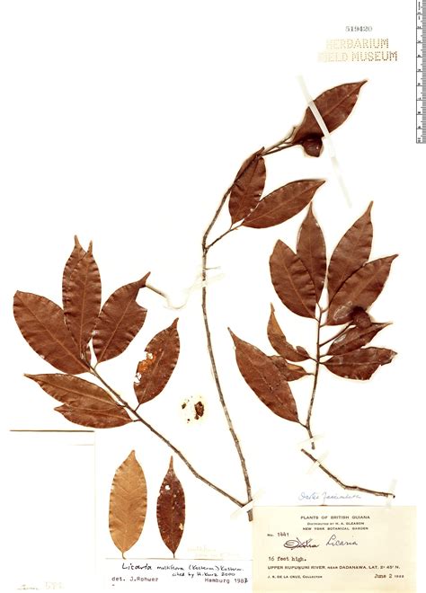licaria multiflora rapid reference  field museum