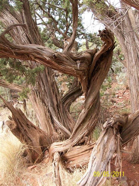 Discover 40 Twisted Tree and tree ideas | twisted tree, unique trees