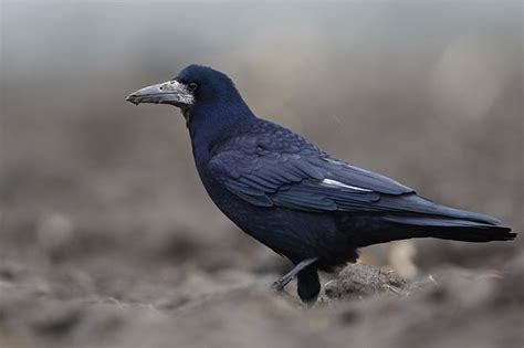 Грач (Corvus frugilegus)