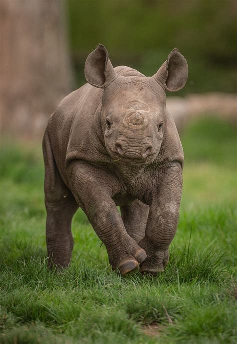 chester zoo  chesterzoo   cute baby animals baby animals baby