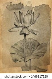 Lotus Flower Pencil Drawing On Brown Stock Illustration 1468117520 ...