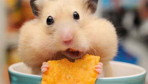 computer hamster coolwallpapersme