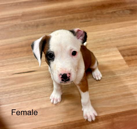 Staffordshire Bull Terrier - Dianella - PetsForHomes