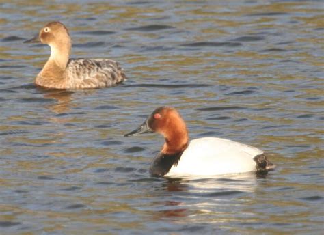 Free picture: canvasback, ducks, pair, male, female