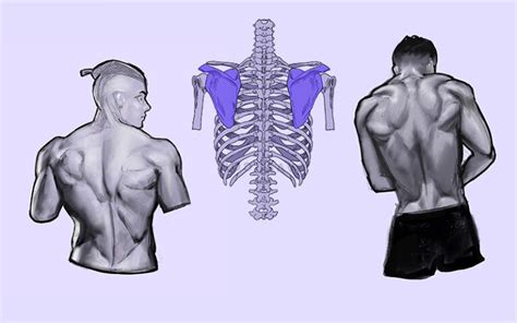 How to Draw the Human Back, a Step-by-Step Construction Guide – GVAAT'S WORKSHOP