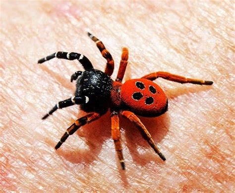 Ladybird Spider - Eresus sandaliatus 🕷 The ladybird spider was believed ...