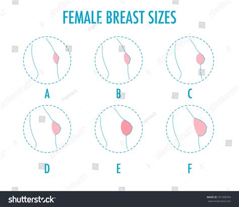 breast sizes  shapes