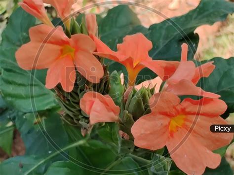 Image of A very colorful tradition is crossandra flowers-BK714898-Picxy