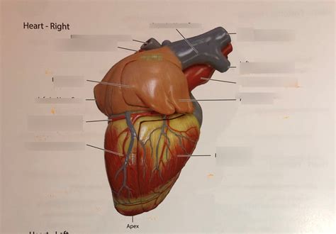 heart  practical  diagram quizlet
