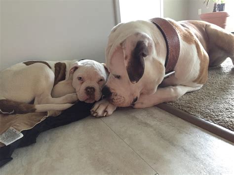 Johnson American Bulldog
