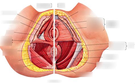 pelvic floor female Diagram | Quizlet