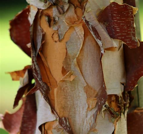 betula nigra tree hillier trees