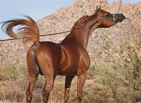 Цветной японский кроссворд «H для Horse (лошади)»