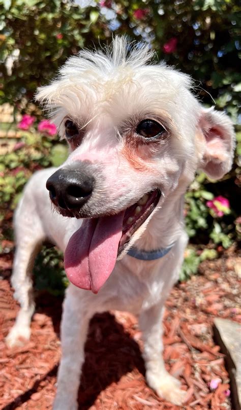 Dog for Adoption - Snow Angel Sep 22, a Chinese Crested-Powder Puff in