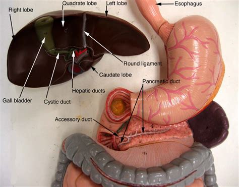 Digestive System Labeled Model 1230 | Hot Sex Picture