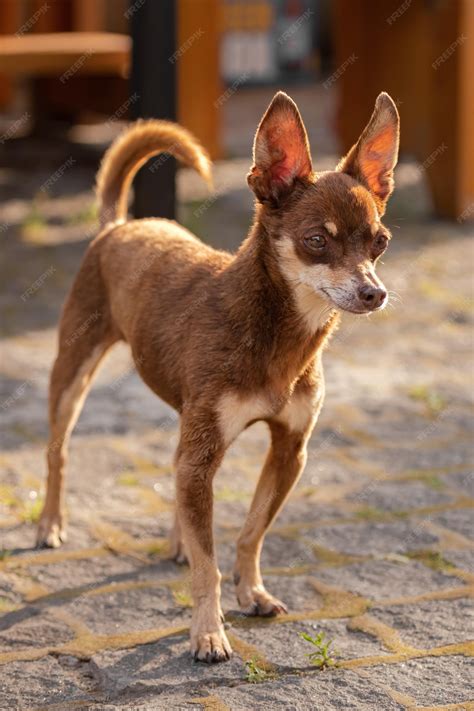 Chihuahua Dog