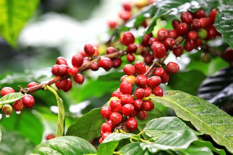 1. Harvesting | Coffee Beans Commodity Chain