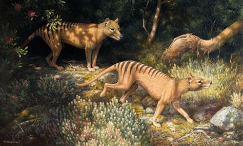william  cooper thylacine