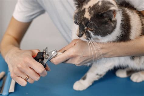 Procedimento Da Gata E Vaidade E Beleza - Foto recortada da pata de um gatinho gato recebendo procedimento no ...