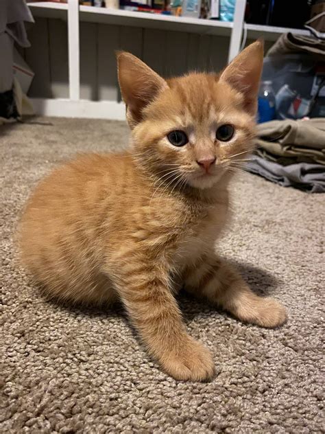 Caramel Kitten