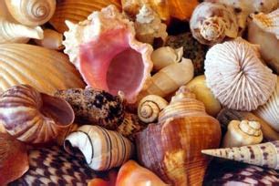 20+ Kerang Laut Inggris