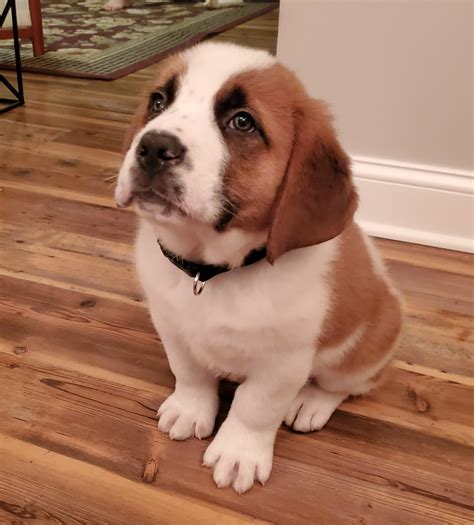 Puppy Saint Bernard