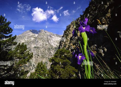 Lirio de cordillera -Fotos und -Bildmaterial in hoher Auflösung – Alamy