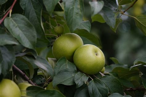 The best hidden orchards for apple picking nyc you must see 37