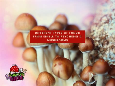 Different types of Fungi: From Edible to Psychedelic Mushrooms ...