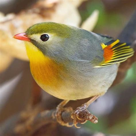 Susan's Bird Obsession on Instagram: “What a little cutie! I love this ...
