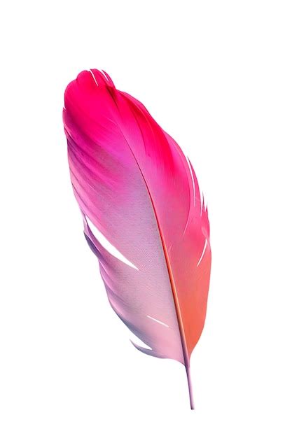 pink feathers psd high quality  psd templates   freepik