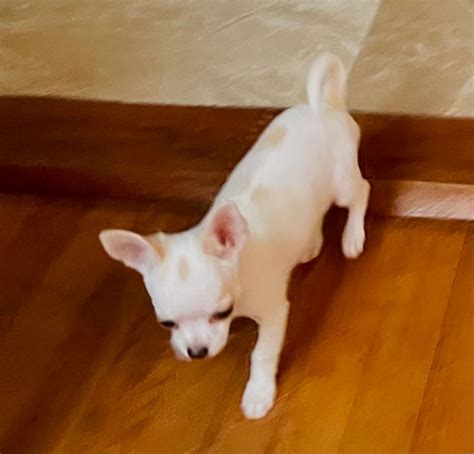 Chihuahua Puppies For Sale - AKC PuppyFinder