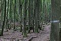 categorydannenrode forest occupation wikimedia commons