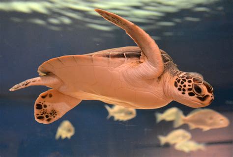 Sea Turtle Adaptations – Sea Turtle Exploration