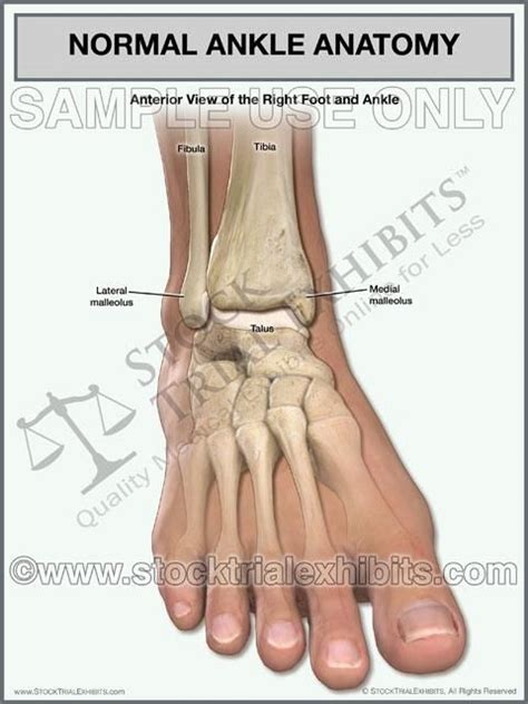 lateral  foot anatomy ppgbbeintranetbiologiaufrjbr