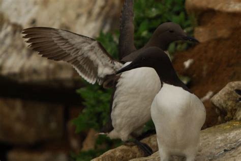 Guillemot - BirdWatch Ireland