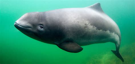 Porpoises Flee from Noise Pollution | Hakai Magazine