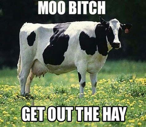 Jeff The Cow - jeff - Wattpad