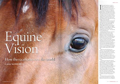 equine vision   works     affect  horses career