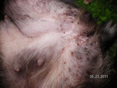 Do flea bites itch on dogs - Qasbright