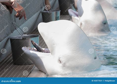 Feeding beluga whale stock image. Image of pacific, mammal - 43077031