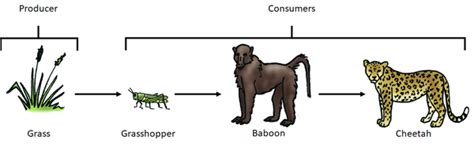Food Chain - Key Stage Wiki