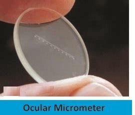 Ocular Micrometer at Best Price in Mumbai, Maharashtra | Asiad ...